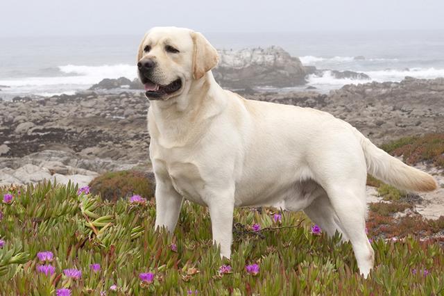 拉布拉多犬的性成熟与成长发育，深入了解犬只几个月达到性成熟