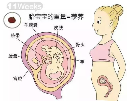 五个月胎儿发育情况深度解析